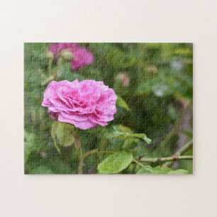 Puzzle Pink Summer Flower Nature Photographie Jardin