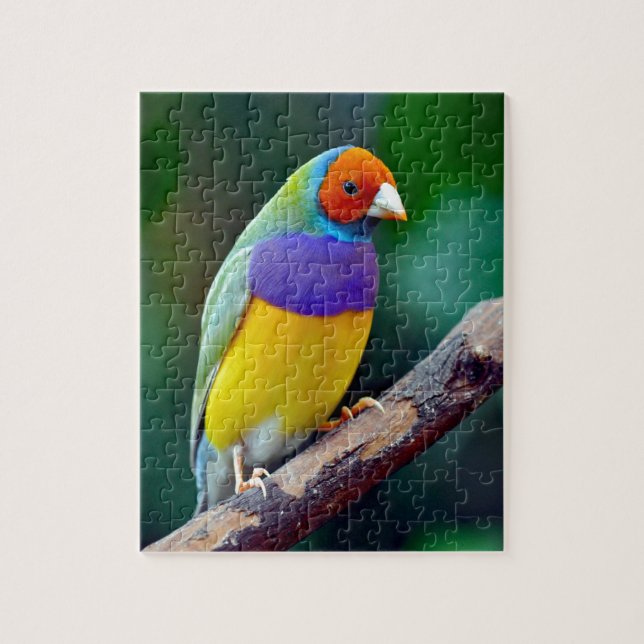 Puzzle Pinson gouldian coloré (Vertical)