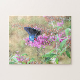 Puzzle Pipevine Swallowtail on Butterfly Bush