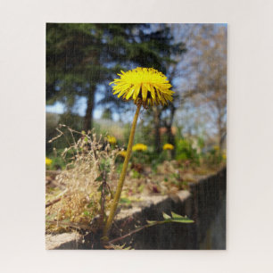 Puzzle Pissenlits au soleil