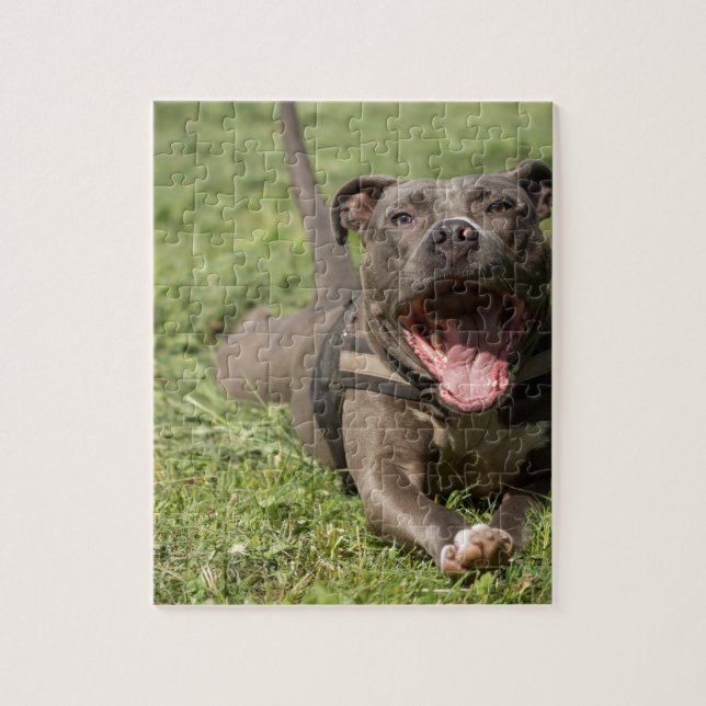 Puzzle Pitbull dans l'herbe (Vertical)
