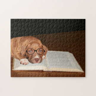 Puzzle Pitbull Terrier instruit