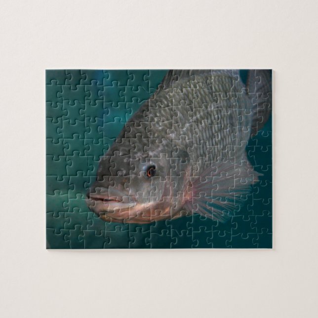 Puzzle Plan rapproché de Tilapia (Horizontal)
