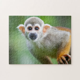 Puzzle Plan rapproché d'un singe-écureuil commun