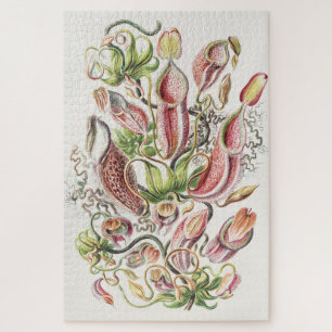 Puzzle Plante à Pitcher Botanique Vintage Ernst Haeckel