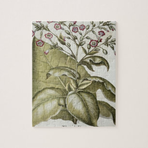 Puzzle Plante de tabac, du "Hortus Eystettensis" par B