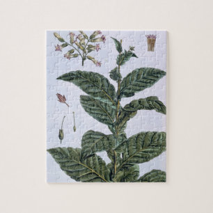 Puzzle Plante de tabac, plat 7, de 'collection Precieuse