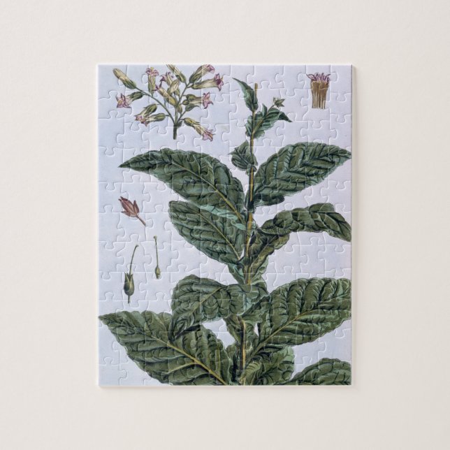Puzzle Plante de tabac, plat 7, de 'collection Precieuse (Vertical)