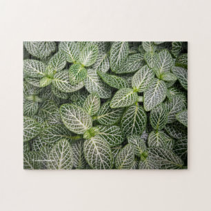 Puzzle Plante en mosaïque Fittonia avec Feuilles variés