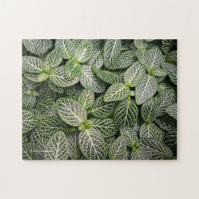 Puzzle Plante en mosaïque Fittonia avec Feuilles variés (Horizontal)