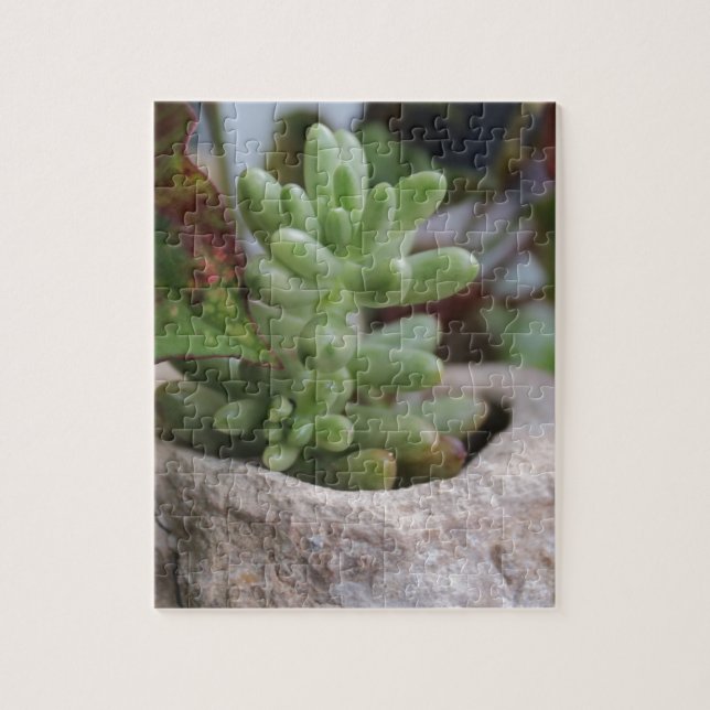 Puzzle Plante et Plante Chameleon succulent (Vertical)