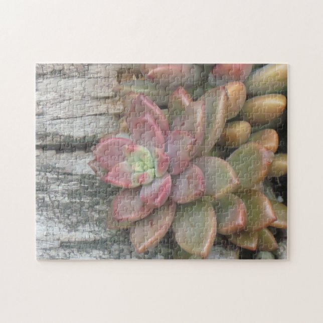 Puzzle Plante Succulent Sur Le Bois Chaud (Horizontal)