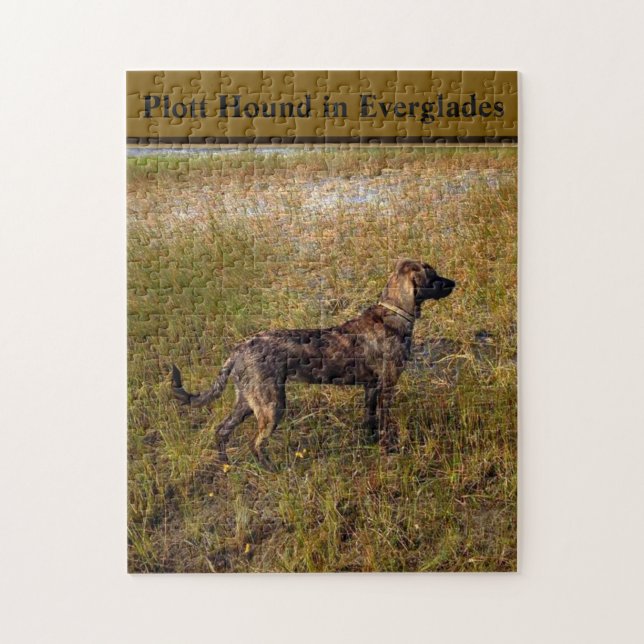 Puzzle Plott Hound Dans Everglades Floride (Vertical)