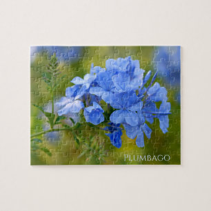 Puzzle Plumbago - La photographie florale des fleurs d'é
