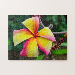 Puzzle Plumeria rubra