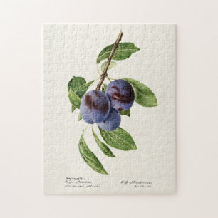 Puzzle Plums bleus (Prunus Domestica) Peinture aux fruits