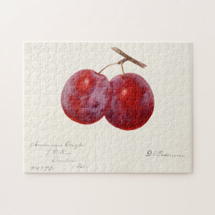 Puzzle Plums (Prunus Domestica) Peinture à l'aquarelle au