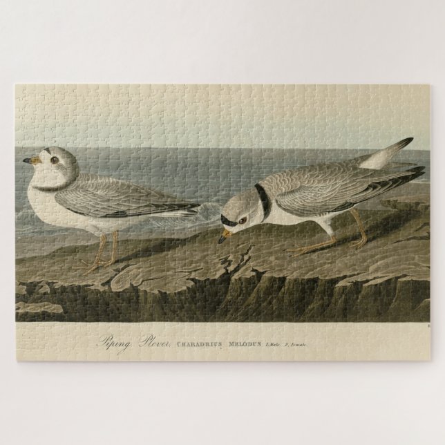 Puzzle Pluvier siffleur des oiseaux d'Amérique d'Audubon (Horizontal)