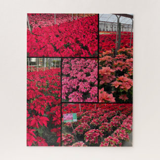 Puzzle Poinsettias de Noël difficiles 500 pièces