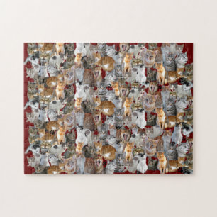 Puzzle Point de rencontre des chats