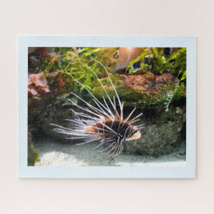 Puzzle Poisson