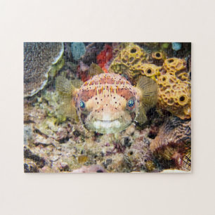 Puzzle Poisson
