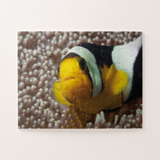 Puzzle Poisson clown - Gros plan ! So cute - Nemo en Anem (Horizontal)