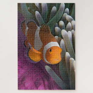 Puzzle Poisson clown occidental