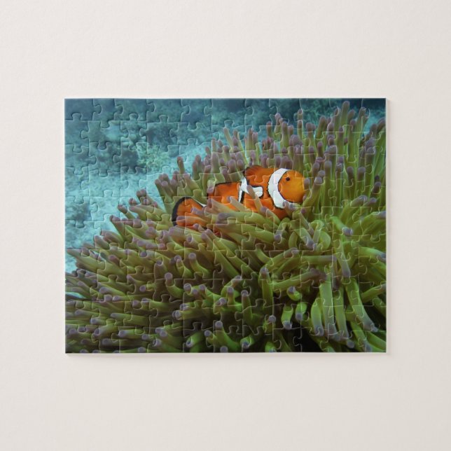 Puzzle Poisson-clown occidental (Amphiprion ocellaris) (Horizontal)