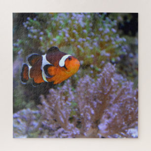Puzzle Poisson clown Sea Anemone Coral Photographie sous-