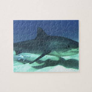 Puzzle Poisson de requin Océan tropical Destin Cadeaux