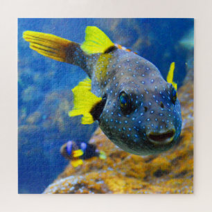 Puzzle Poisson-fauve bleu, pains jaunes et taches