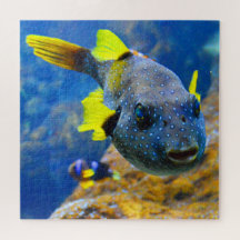 Poisson-mouche bleu, péchés jaunes et tachetés