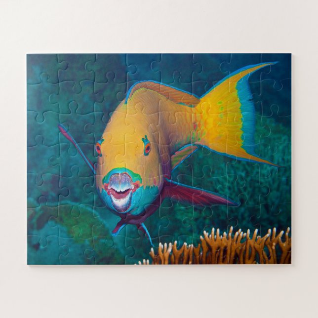 Puzzle Poisson-perroquet - Maquillage frappant! Photo col (Horizontal)