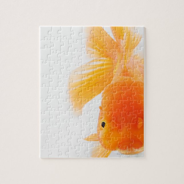 Puzzle Poisson rouge à tête de lionne orange (Carassius a (Vertical)