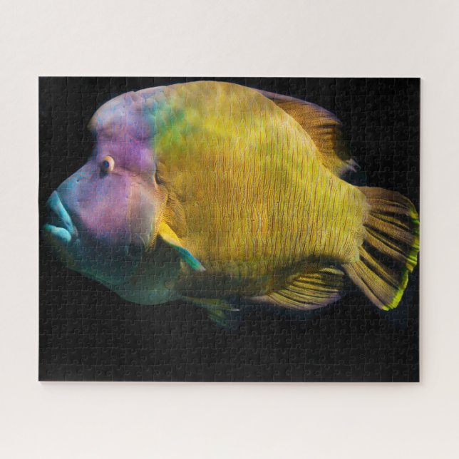 Puzzle Poisson tropical (Horizontal)