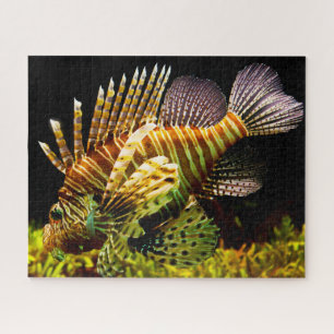 Puzzle Poisson tropical