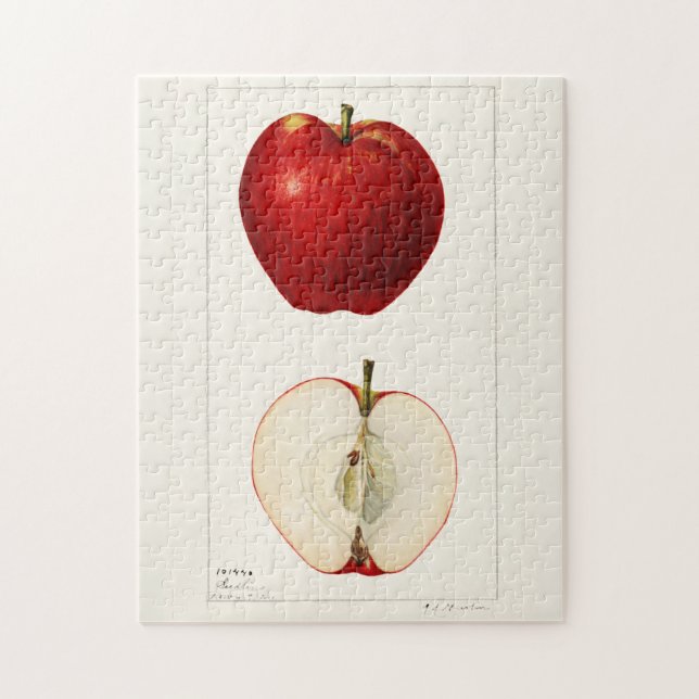 Puzzle Pommes (Malus Domestica) Peinture à l'aquarelle au (Vertical)