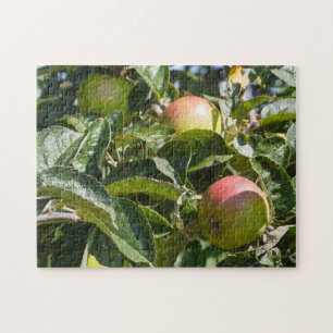 Puzzle Pommes mûrissant sur un pommier