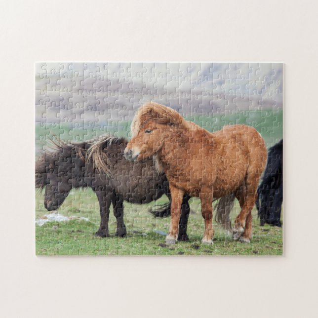 Puzzle Poney Shetland, îles Shetland, Écosse 2 (Horizontal)