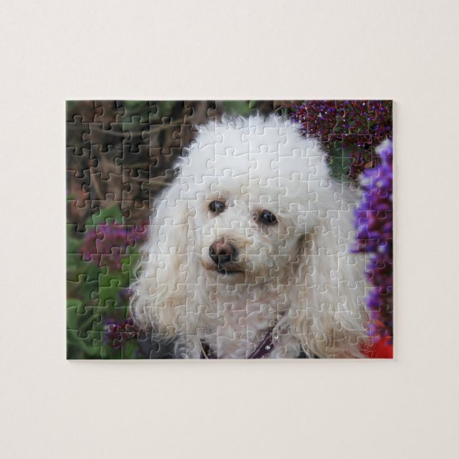 Puzzle Poodle Dog Jigsaw (Horizontal)