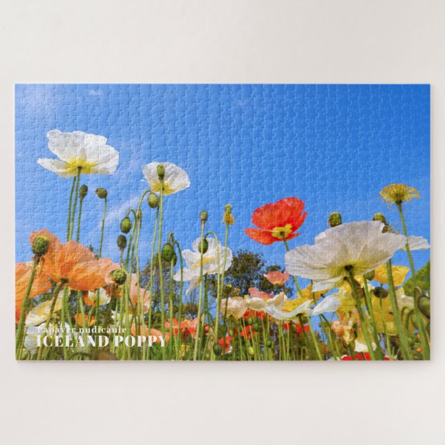 Puzzle Poppy d'Islande (Horizontal)