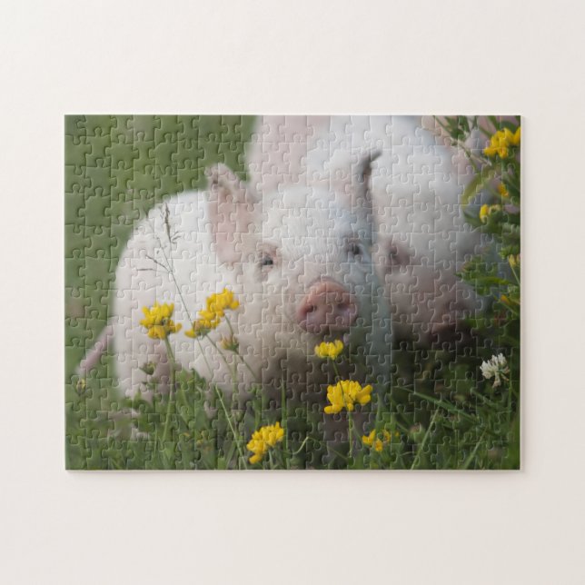 Puzzle Porcelets blancs mignons en fleurs jaunes - animal (Horizontal)