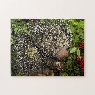 Puzzle Porcupine