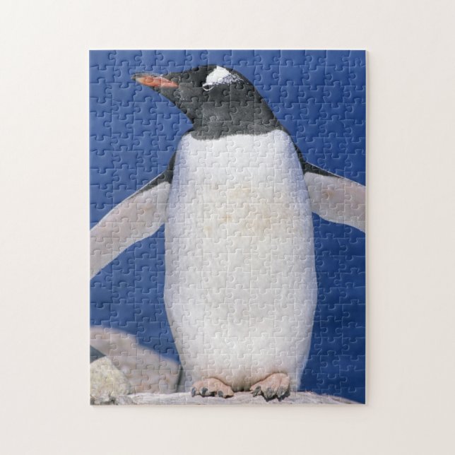 Puzzle Port Gentoo Penguin Pygoscelis papua) (Vertical)