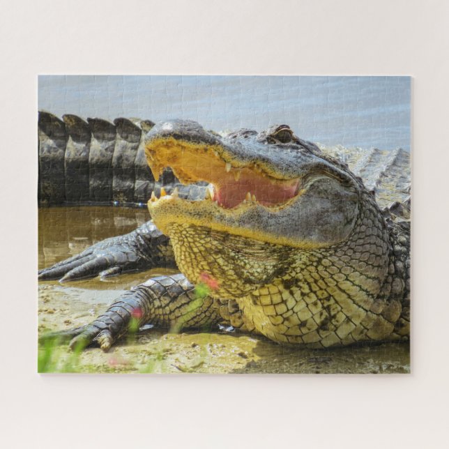 Puzzle Portrait d'alligator américain (Horizontal)