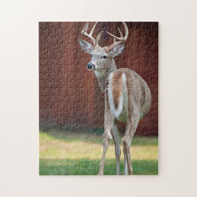 Puzzle Portrait de cerf à queue blanche, Missoula, Montan (Vertical)
