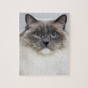 Puzzle Portrait de chat de Ragdoll