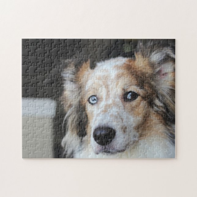 Puzzle Portrait de chien de berger australien (Horizontal)