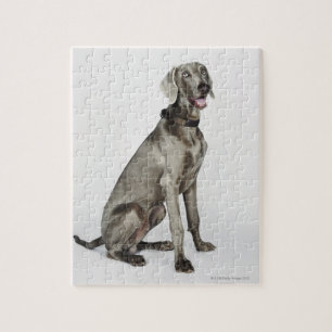 Puzzle Portrait de chien de Weimaraner